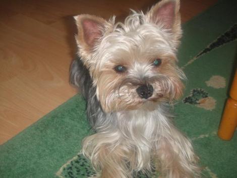 Tedi<a href="profile.php?lookup=253"> - iwona</a><br/>
		         Komentarzy: 0
 Obejrzano:  12826 Ocena: Brak
