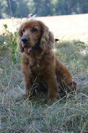 Mój piesek<a href="profile.php?lookup=136"> - zanetka888</a><br/>
		         Komentarzy: 0
 Obejrzano:  12851 Ocena: Brak
