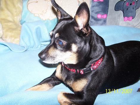 Moj piesek killerek<a href="profile.php?lookup=47"> - aaAngelinka</a><br/>
		         Komentarzy: 1
 Obejrzano:  16282 Ocena: Brak

