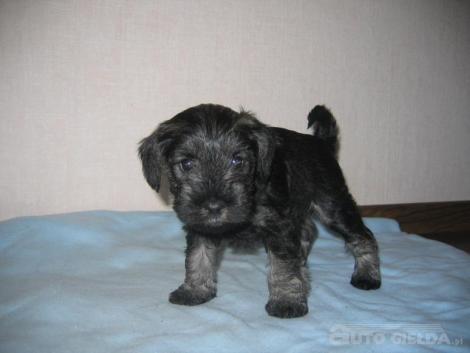 kocham moja panią<a href="profile.php?lookup=65"> - beata_567</a><br/>
		         Komentarzy: 0
 Obejrzano:  15555 Ocena: <img src="images/star.gif" alt="*" style="vertical-align:middle"/><img src="images/star.gif" alt="*" style="vertical-align:middle"/><img src="images/star.gif" alt="*" style="vertical-align:middle"/><img src="images/star.gif" alt="*" style="vertical-align:middle"/>
