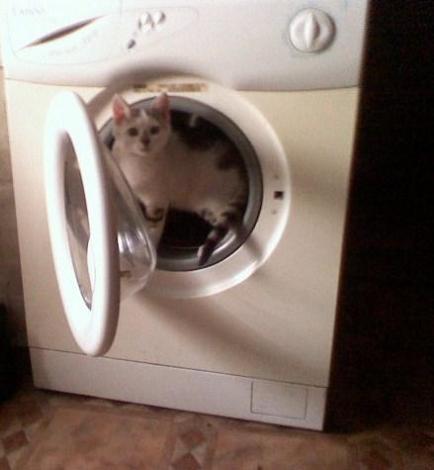 Mój kot Perszyng<a href="profile.php?lookup=273"> - eekka</a><br/>
		         Komentarzy: 1
 Obejrzano:  14633 Ocena: Brak
