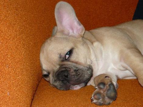 Rufus<a href="profile.php?lookup=74"> - malgosia</a><br/>
		         Komentarzy: 0
 Obejrzano:  15224 Ocena: Brak

