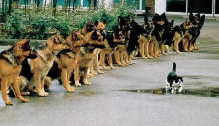Bravecat<a href="profile.php?lookup="> - </a><br/>
		         Komentarzy: 2
 Obejrzano:  15756 Ocena: Brak
