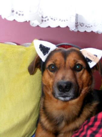 Fox<a href="profile.php?lookup=35"> - strup</a><br/>
		         Komentarzy: 0
 Obejrzano:  15491 Ocena: Brak
