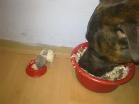 max i tomm<a href="profile.php?lookup=267"> - pink</a><br/>
		         Komentarzy: 1
 Obejrzano:  14426 Ocena: Brak

