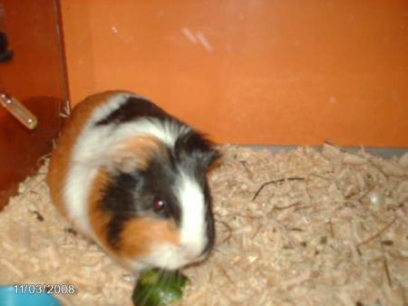 trusia<a href="profile.php?lookup=22"> - klaudia</a><br/>
		         Komentarzy: 2
 Obejrzano:  16202 Ocena: Brak
