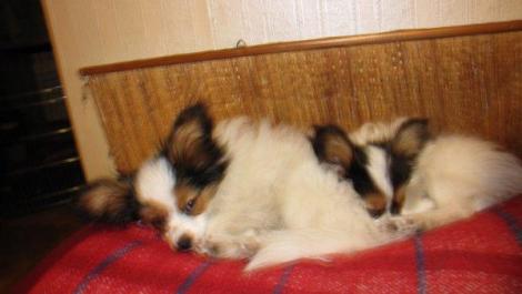 Tofik-Kajko<a href="profile.php?lookup=143"> - marcyton</a><br/>
		         Komentarzy: 0
 Obejrzano:  15607 Ocena: Brak
