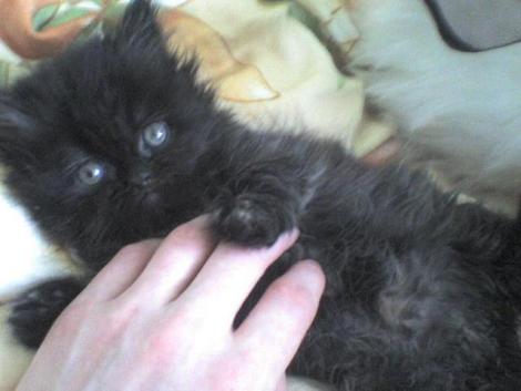 Maja<a href="profile.php?lookup=96"> - kociaczek0904</a><br/>
		         Komentarzy: 0
 Obejrzano:  19111 Ocena: Brak
