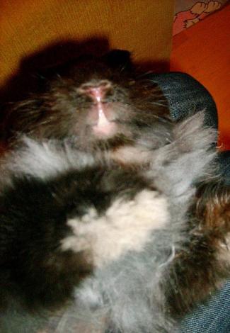 Bonifacy<a href="profile.php?lookup=76"> - sandradytman</a><br/>
		         Komentarzy: 0
 Obejrzano:  16074 Ocena: Brak
