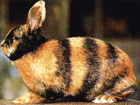 Prawie jak gepard.<a href="profile.php?lookup=17"> - haneczka1791</a><br/>
		         Komentarzy: 4
 Obejrzano:  17439 Ocena: Brak
